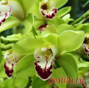 Изысканная орхидея Шэньчжэнь-Нонгке ( 22 фото )