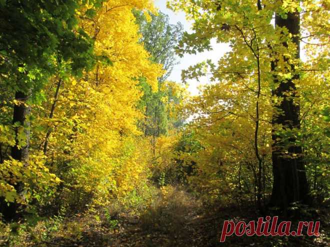 ФОТОМАСТЕРСКАЯ ПРИРОДЫ
Степан Крайнюк