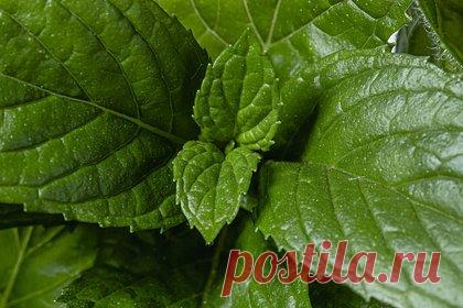 Россиянам назвали защищающий от головной боли продукт