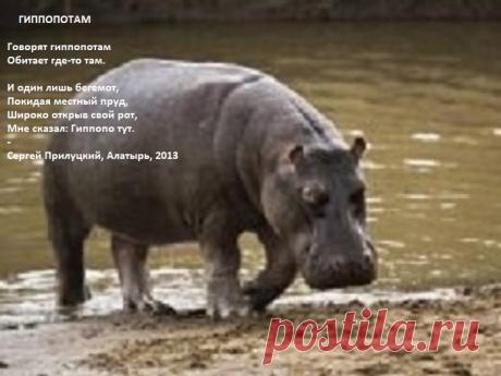 Гиппопотам (стихи)