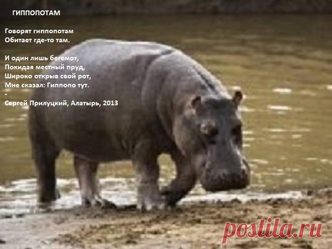 Гиппопотам (стихи)