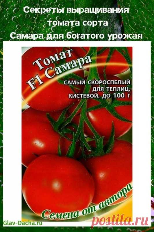 Секреты выращивания томата сорта Самара для богатого урожая Томат сорта Самара пользуется любовью многих дачников и огородников. Его популярность обусловлена ранними сроками созревания, отменными вкусовыми качествами и высокой устойчивостью к табачной мозаике и другим заболеваниям томатов. Плоды сорта Самара универсальны, они одинаково вкусны в...