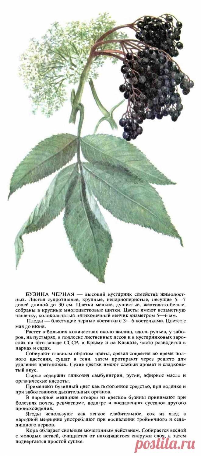 Бузина черная