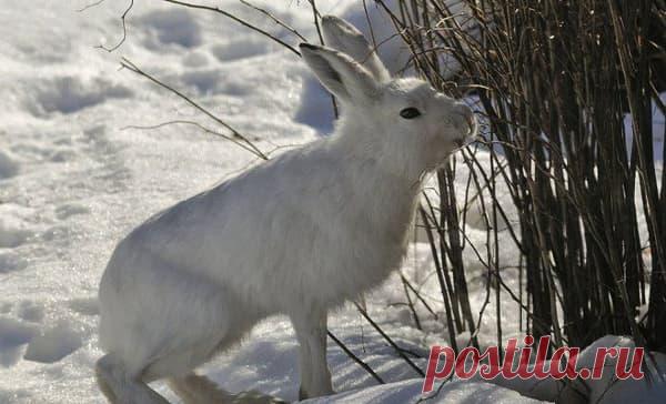 12 марта — Прокоп Перезимний, Дорогорушитель | Астрору