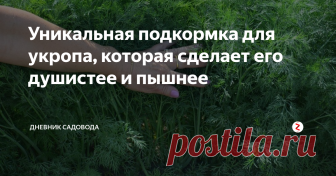 Уникальная подкормка для укропа, которая сделает его душистее и пышнее Укроп - удивительная зелень, без которой трудно представить многие вкуснейшие блюда. Я всегда стараюсь заготовить его как можно больше с лета, чтобы он мог радовать меня и мою семью на протяжении всего года, хоть раньше - это было мало возможно.
Ещё несколько лет назад все попытки вырастить нормальный укроп были тщетны, всходил он медленно, вкуса и запаха у него не наблюдалась.
Это было печальное