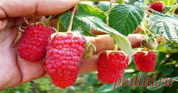 Для дома и дачи