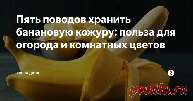Пять поводов хранить банановую кожуру: польза для огорода и комнатных цветов О пользе банановых шкурок для «зеленых братьев» ходят легенды: они являются отличным источником такого необходимого для роста и развития растений элемента, как калий. Однако, как правило, любители-цветоводы лишь готовят полезную банановую настойку, которой после подкармливают цветы, и дальше этого не идут. Между тем, имеется, как минимум, пять полезных способов использования банановой кожуры.