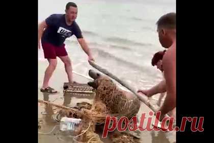 На Сахалине спасли запутавшегося в рыболовной сети сивуча. Туристы на Сахалине спасли сивуча, который запутался в рыболовной сети. Отдыхающие на пляже заметили животное у берега — тюлень бултыхался, пытаясь избавиться от сетки. Отмечается, что россияне выловили тюленя, разрезали сеть, чтобы освободить его, а затем разбежались — испугались, что сивуч может укусить.