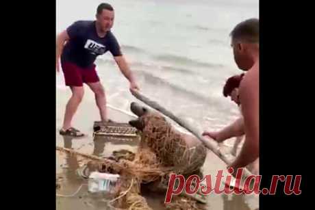 На Сахалине спасли запутавшегося в рыболовной сети сивуча. Туристы на Сахалине спасли сивуча, который запутался в рыболовной сети. Отдыхающие на пляже заметили животное у берега — тюлень бултыхался, пытаясь избавиться от сетки. Отмечается, что россияне выловили тюленя, разрезали сеть, чтобы освободить его, а затем разбежались — испугались, что сивуч может укусить.
