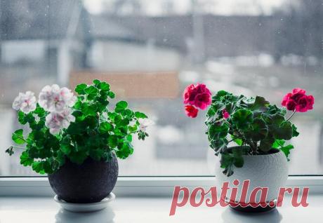 Периоды жизни комнатных растений Полноценный уход за комнатными растениями должен учитывать не только индивидуальные предпочтения каждой культуры, но и период его жизни. То, что придает растениям жизненных сил и энергии в период рост...