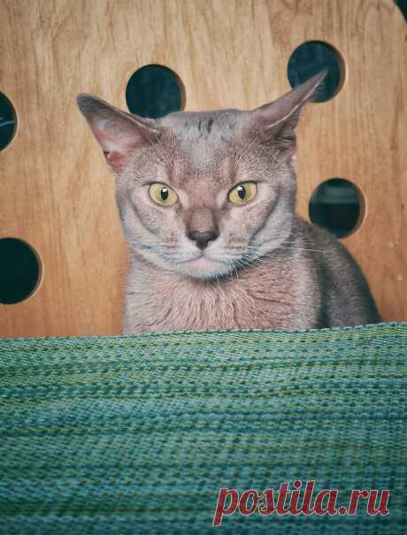 Уже несколько лет я фоткаю смешные и необычные выражения морды моего кота и его весёлые позы. Вы точно улыбнетесь | Блог мобильного фотографа | Яндекс Дзен