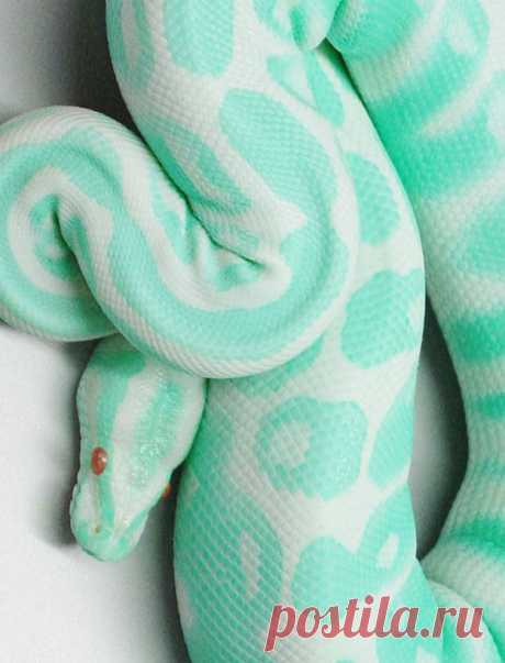 iG Colunistas – O Buteco da Net - » Animais com cores pra lá de interessantes