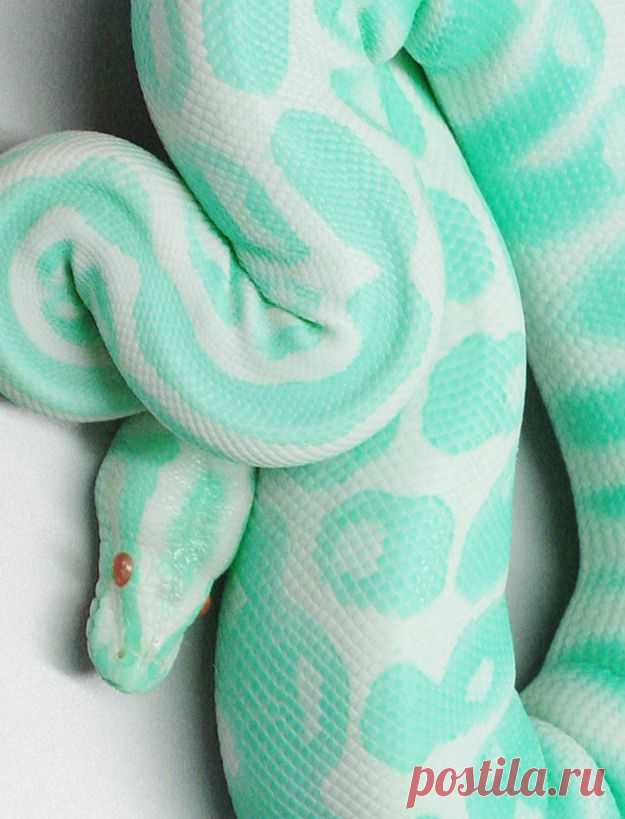 iG Colunistas – O Buteco da Net - » Animais com cores pra lá de interessantes