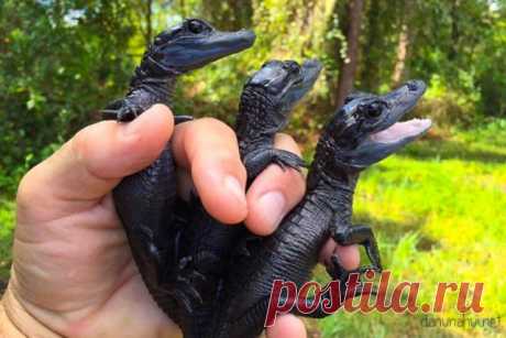 Природа их раскрасила