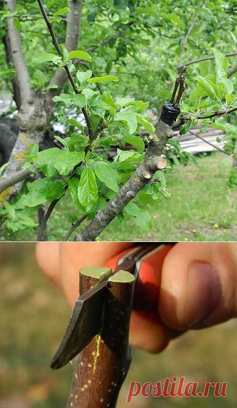 Одноклассники