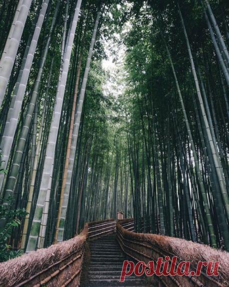 Японский колорит в уличных фотографиях Такаши Ясуи Снимки Такаши Ясуи (Takashi Yasui) наполнены естественной красотой японских улиц. «Фотография – это больше чем удовольствие, это страсть», – пишет он на своём сайте. Изображения Ясуи выдают в нём отличного наблюдателя, который замечает прекрасное в обычных уличных сценах и в...
