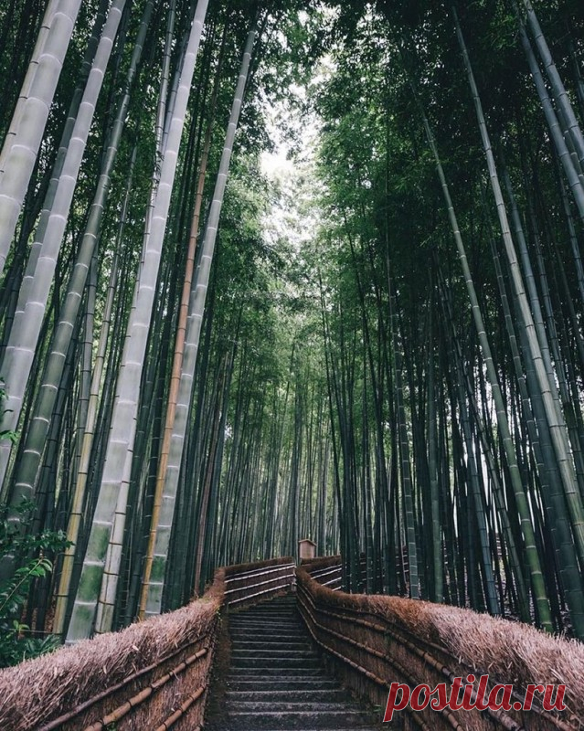 Японский колорит в уличных фотографиях Такаши Ясуи Снимки Такаши Ясуи (Takashi Yasui) наполнены естественной красотой японских улиц. «Фотография – это больше чем удовольствие, это страсть», – пишет он на своём сайте. Изображения Ясуи выдают в нём отличного наблюдателя, который замечает прекрасное в обычных уличных сценах и в...