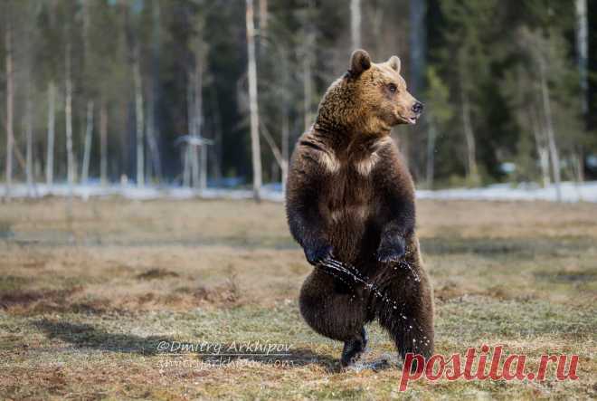 ПЕРВЫЙ ТАНЦОР