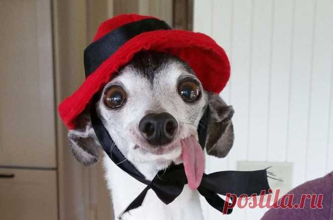 Лицо попроще: животные отличающиеся удивительной внешностью