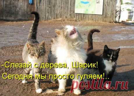 Котоматрица! Позитив на весь вечер...