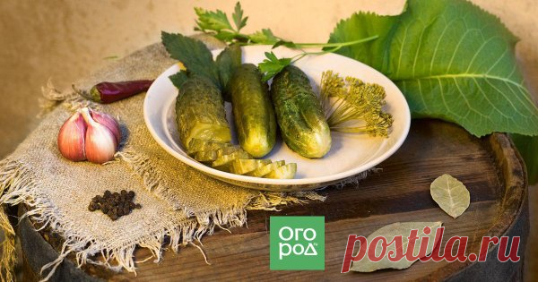 Огурцы засолить – не поле перейти, или Как засолить настоящие бочковые огурцы Засолка огурцов, как восток, дело тонкое. Об этом, как никто другой, знает Лариса Корнилова. Ведь для того, чтобы вывести 