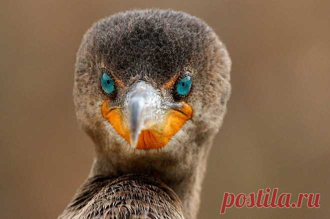 Баклан во Флориде