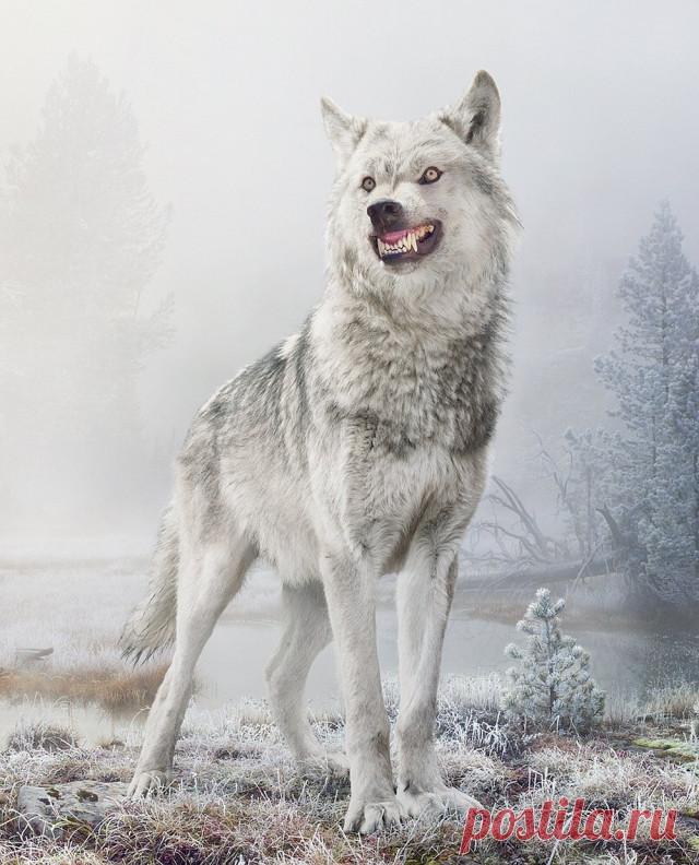 Величие животного мира в удивительных фотографиях Симена Йохана