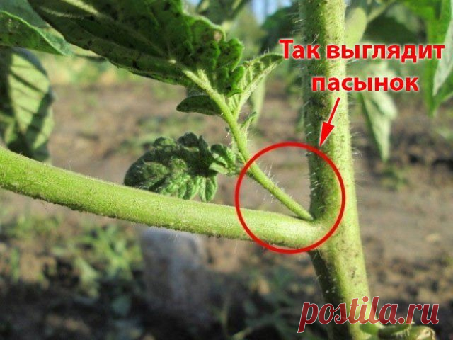 Томаты без пасынкования – лучшие низкорослые сорта, не требующие формировки
