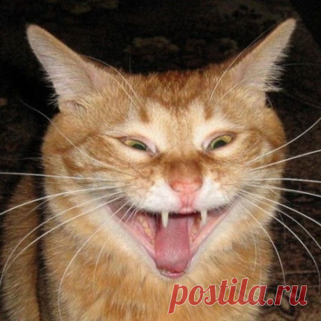 Миссия невыполнима! Очень забавные гифки с котиками!