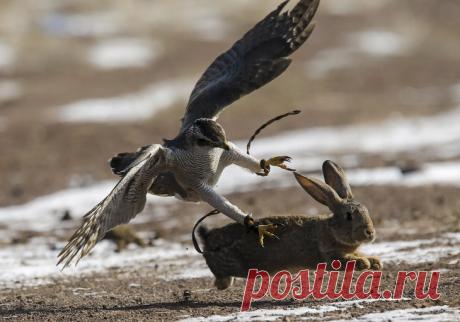 Охота с беркутом от Шамиля Жуматова (Shamil Zhumatov) — Фотоискусство