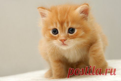 Кис-киска. Добавлена фотография