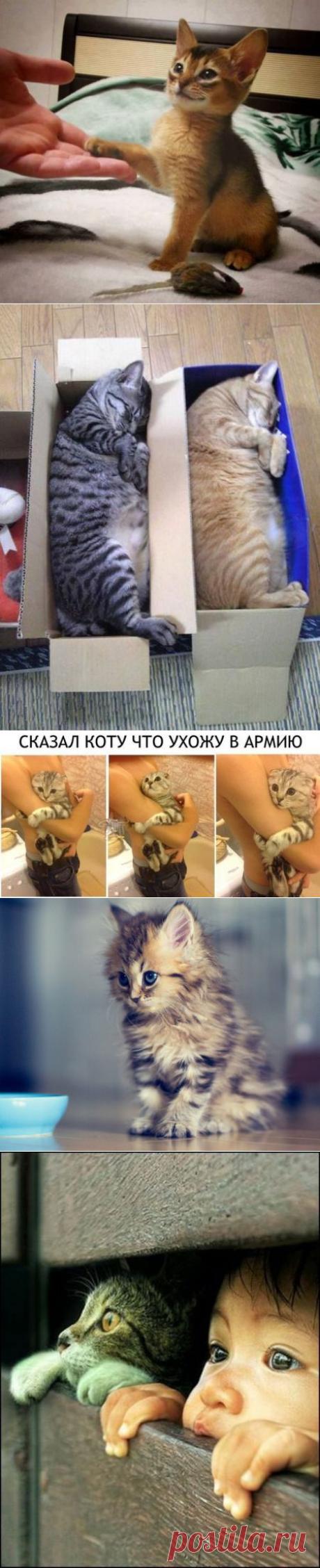 Позитивные котики / Питомцы