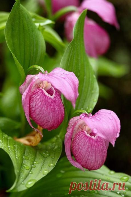 Pink Lady Slipper | Beautiful Flowers around the world