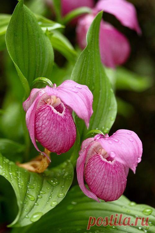 Pink Lady Slipper | Beautiful Flowers around the world