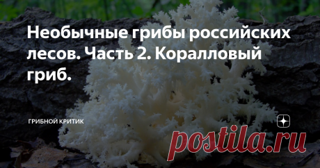 Необычные грибы российских лесов. Часть 2. Коралловый гриб. УНИКАЛЬНЫЙ ГРИБ С НЕПОВТОРИМЫМ ВНЕШНИМ ВИДОМ.
Приветствую всех на своём канале! Поговорим сегодня о весьма любопытном представителе Грибного царства.

Ежовик коралловидный (Hericium coralloides) гриб рода Гериций. Этот гриб имеет ещё несколько названий: ежовик коралловый,  гериций ветвистый и т.д. Но многие, и я в их числе, называют его просто коралловым грибом.