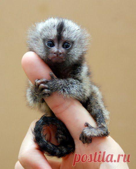 мармозетка фото: 6 тыс изображений найдено в Яндекс.Картинках