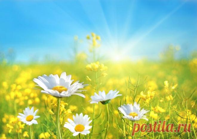 Ромашки для рабочего стола..