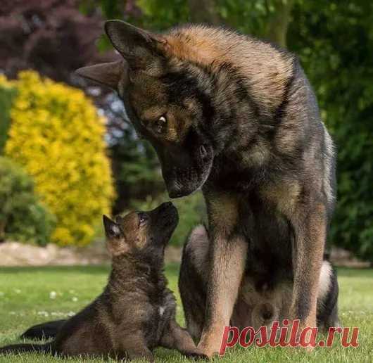 Animals - Google+