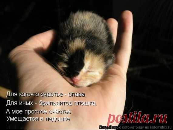 Котоматрица » Приколы на XA-XA.ORG: Тысячи фото, картинки, анекдоты, видео, флеш и других приколов!