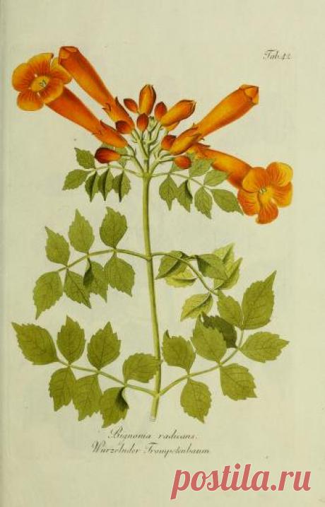 Общее древовидение в Австрии: или изображения отечественных и зарубежных деревьев и кустарников, посадка которых возможна и полезна в Австрии: Шмидт, Франц, 1751-1835 гг.: Бесплатная загрузка, заимствование и потоковая передача: Интернет-архив