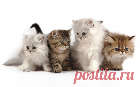 Котики - муркотики