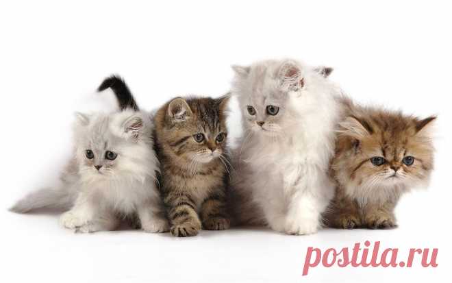 Котики - муркотики