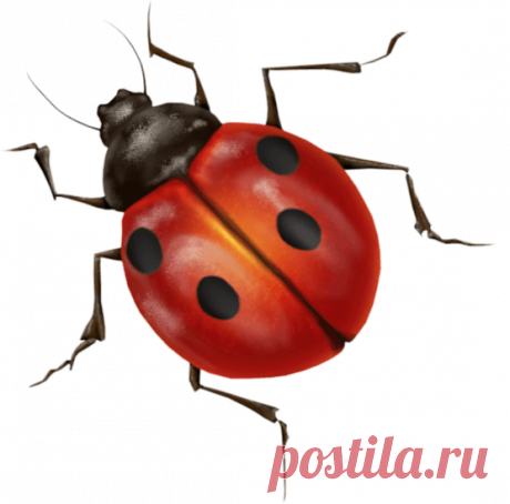 Ladybug Insect PNG Photo | PNG Arts