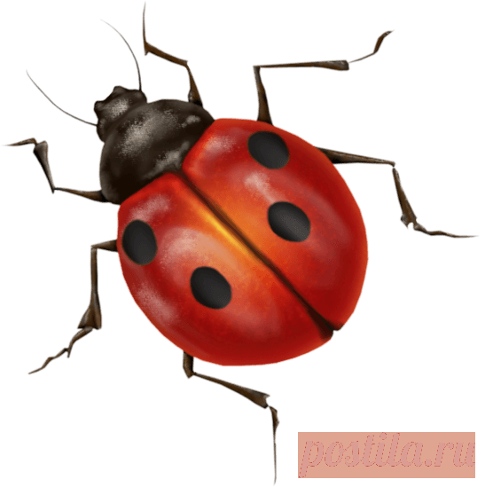 Ladybug Insect PNG Photo | PNG Arts