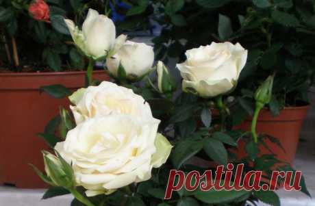 Как правильно пересадить комнатную розу после покупки.