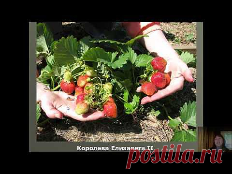 Любимая ягодка.