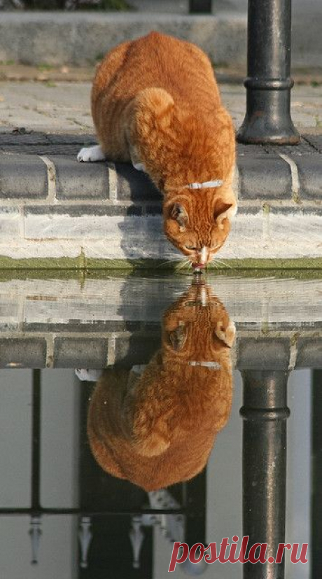 (15) Pinterest: инструмент для поиска и хранения интересных идей