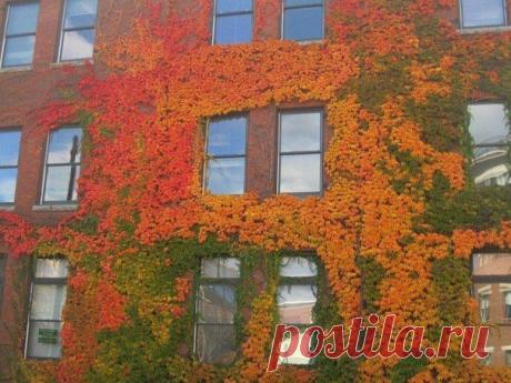 Осенние дома, заросшие плющем

Дома, заросшие плющем, всегда выглядят эффектно, но осенью все меняется и это выглядит просто фантастично!