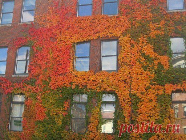 Осенние дома, заросшие плющем

Дома, заросшие плющем, всегда выглядят эффектно, но осенью все меняется и это выглядит просто фантастично!
