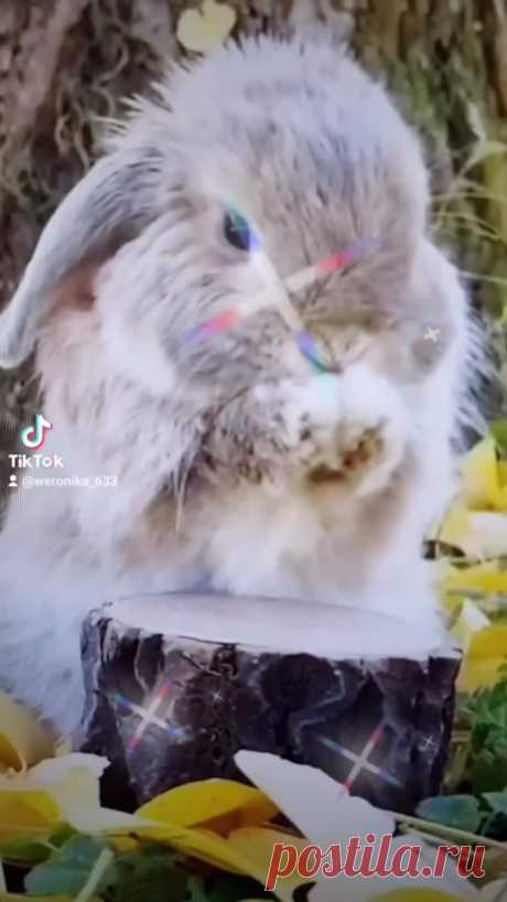 Weronika (@weronika_633) TikTok | Смотреть свежие видео Weronika в TikTok
